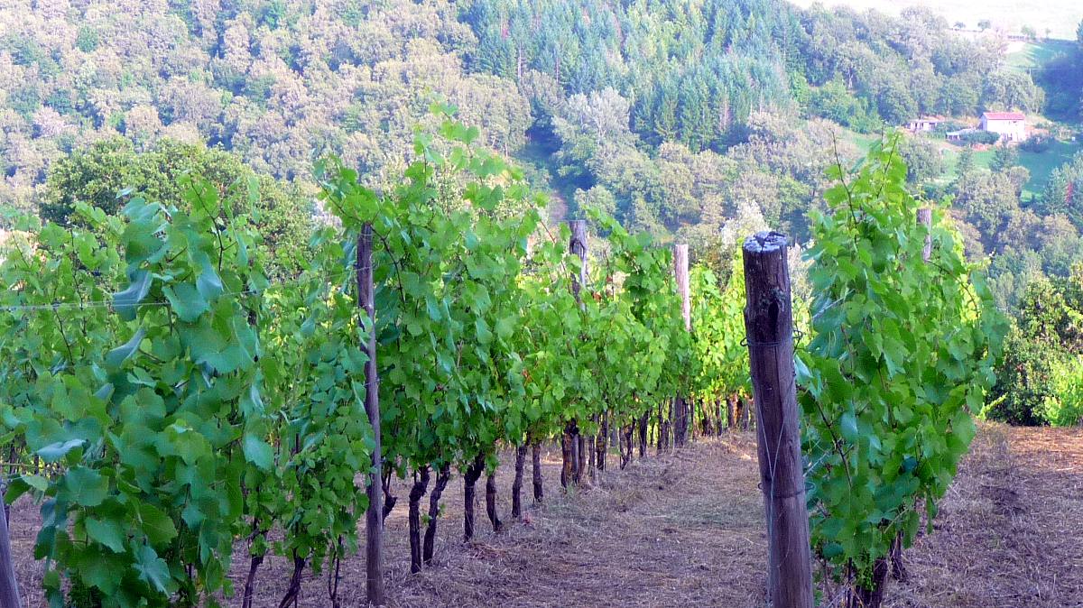 Agriturismo Poppiena Appartamento Esterni 10