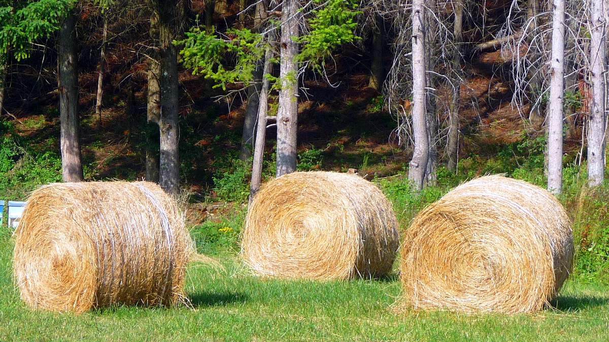 Agriturismo Poppiena Appartamento Esterni 6
