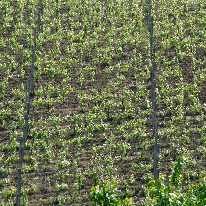 Vigna