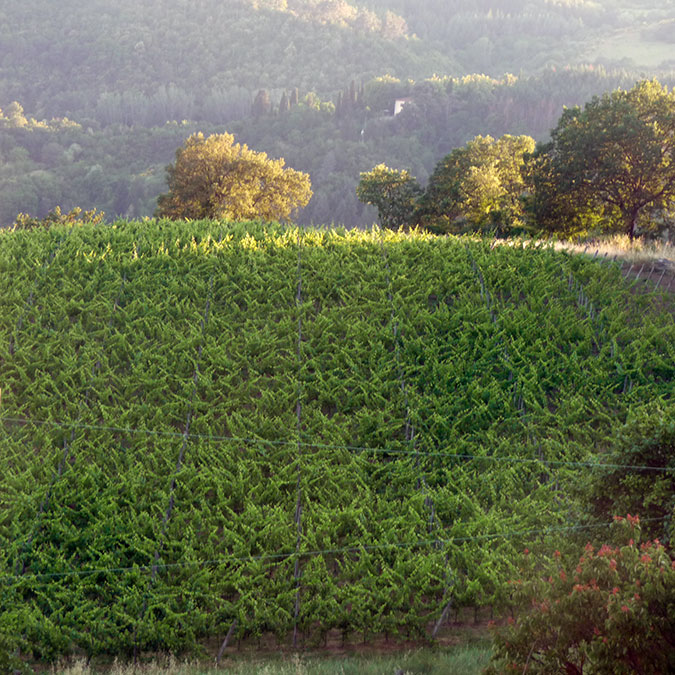 Vigna 2