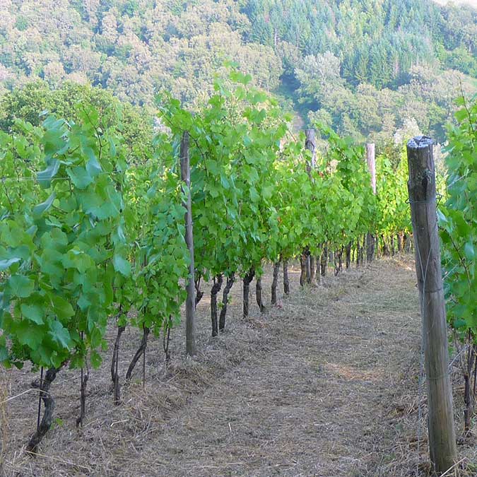 Vigna 3